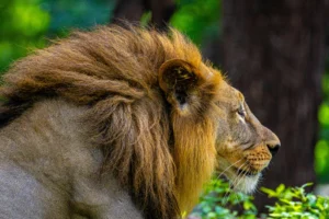 Rüyamda Aslan Gördüm için Uzman Tavsiyeleri