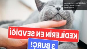 Kedilerin Ruh Eşi Üzere Olan 3 Burç: Birebir Güçten Besleniyorlar!